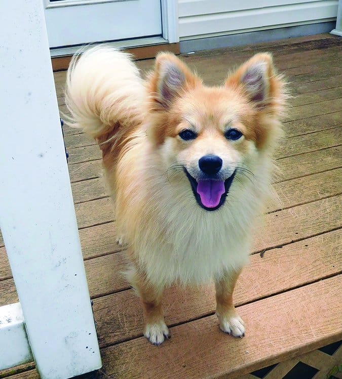 1 year old pomeranian mix