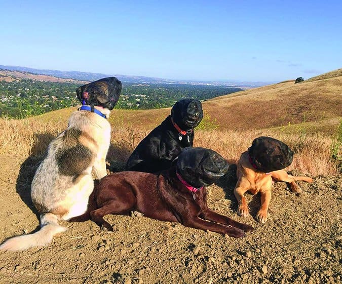 dogs wearing outfox field guard