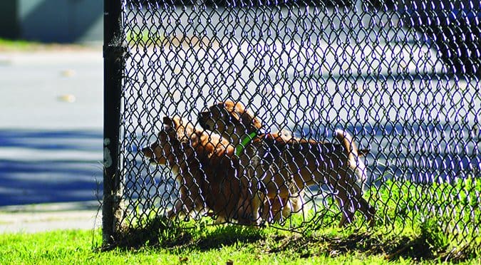 fence aggression