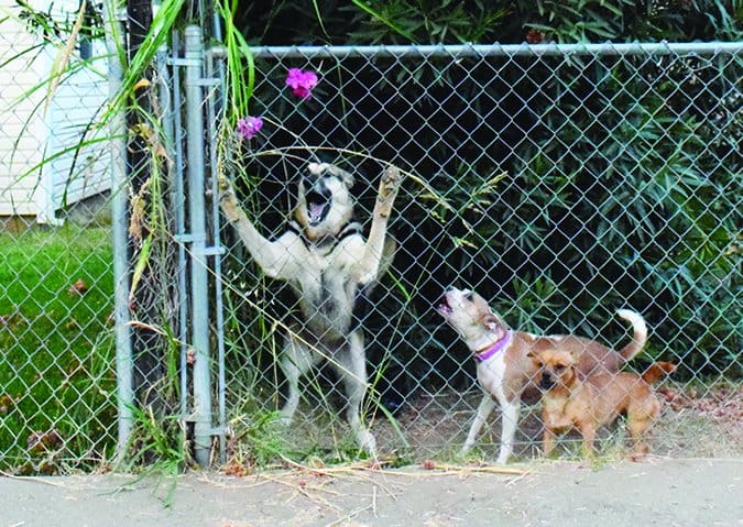 fence aggression