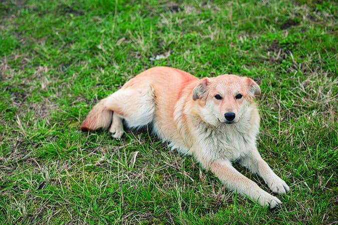 lyme disease in dogs