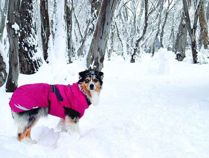 Toppa Pomppa Insulated Winter Dog Coats - Clean Run