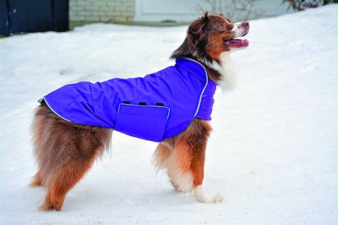 Chilly Dogs Trailblazer