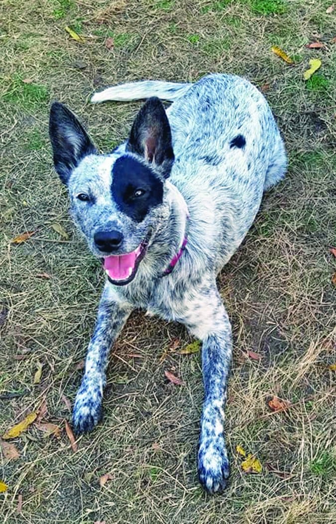 Shadow mixed dog