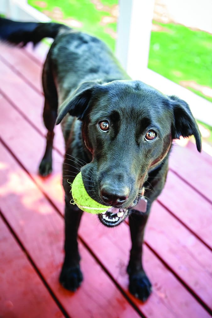 black lab with tennis ball