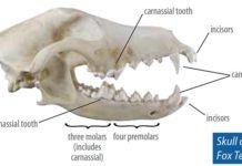 Skull of Fox Terrier