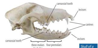 Skull of Fox Terrier