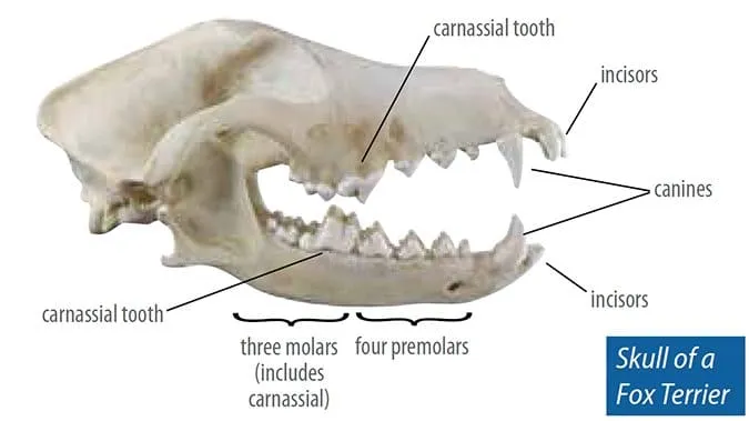 Skull of Fox Terrier