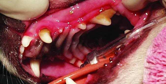 dog teeth cleaning