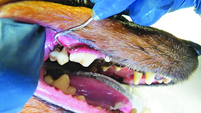 gingival gum recession on dog
