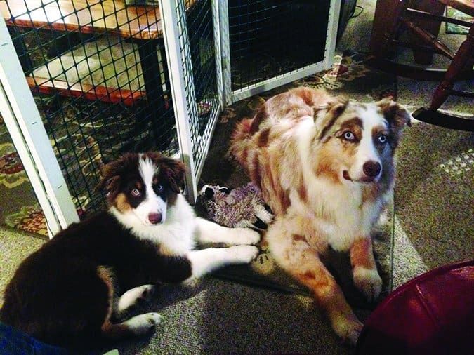 australian shepherds