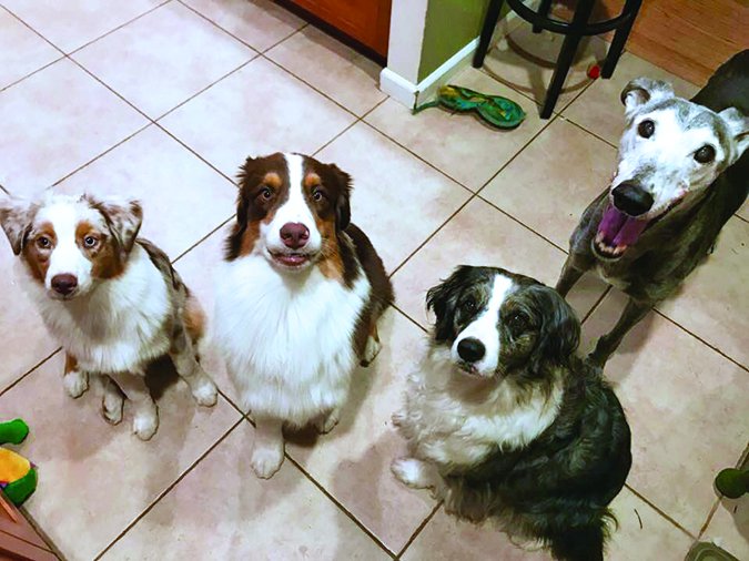multi-dog household