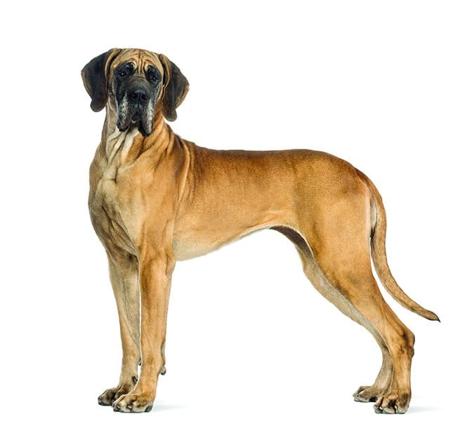 great dane