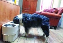 Canine bloat is a common and frequently lethal health emergency.
