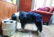 Canine bloat is a common and frequently lethal health emergency.