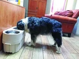 Canine bloat is a common and frequently lethal health emergency.