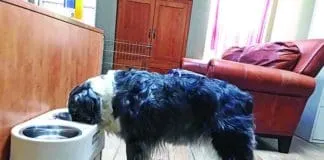 Canine bloat is a common and frequently lethal health emergency.