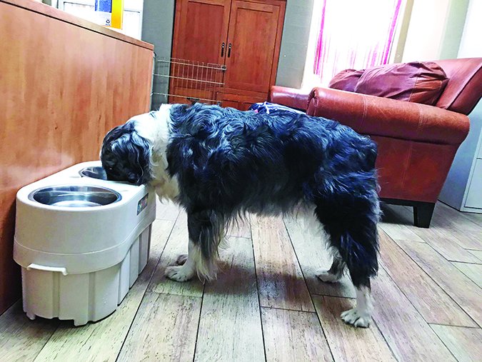 raised dog food bowls may cause bloat