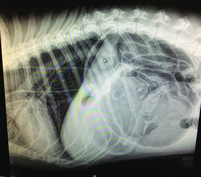 great dane abdominal xray