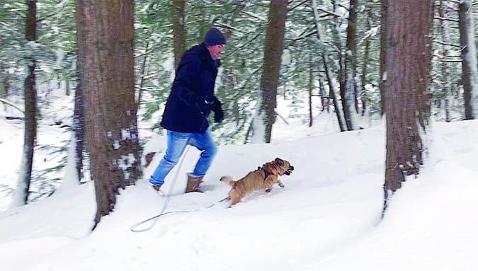 cairn terrier wearing brahma lead