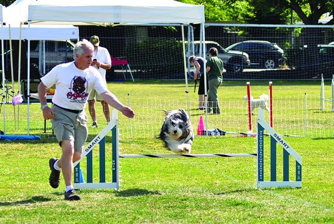 dog agility training