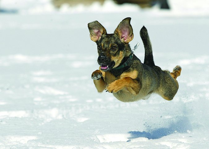 dog jumping in snow