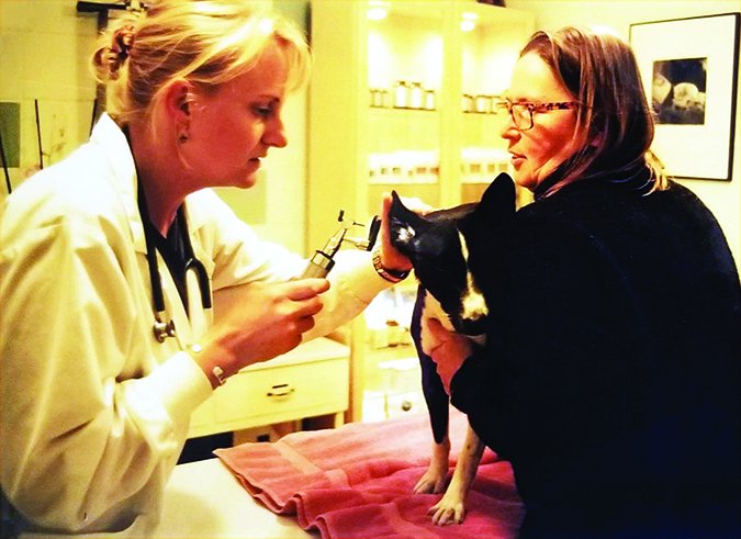 dog ear exam at vet