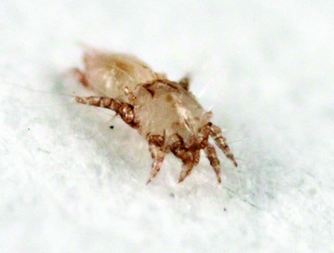 Ear mites (Otodectes cynotis)