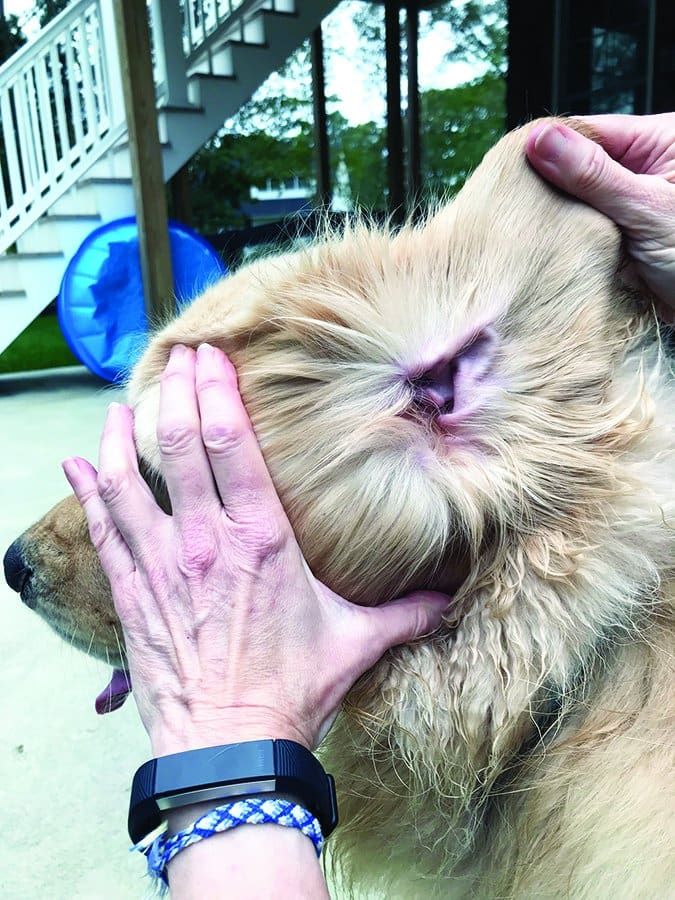 Chronic Ear Infections in Dogs What You Need to Hear Whole Dog