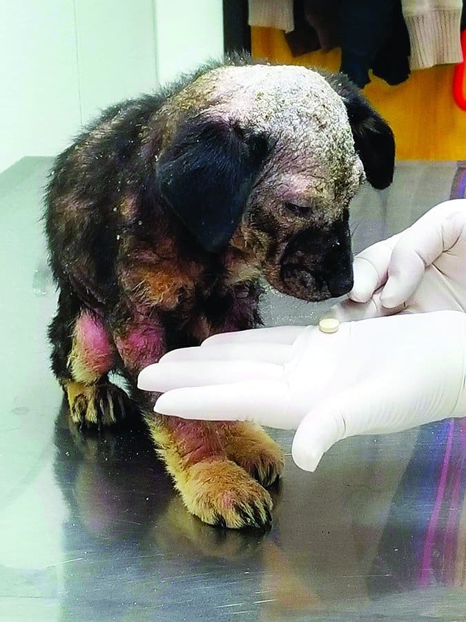 demodectic mange puppy