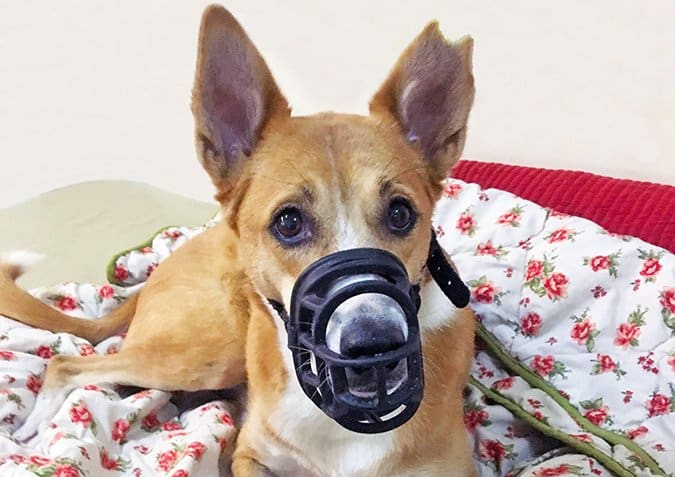 dog wearing muzzle