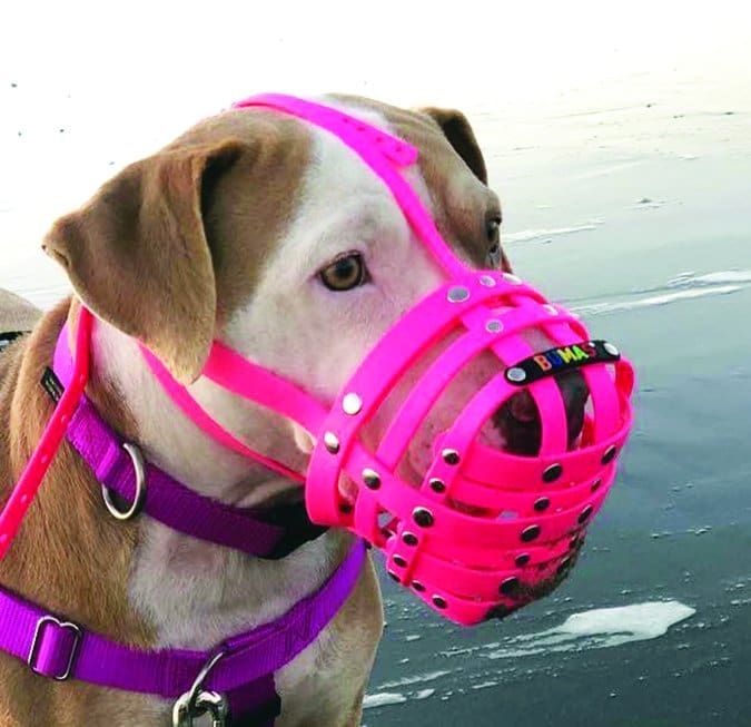 Nose Work is Great Exercise for Dogs! - Whole Dog Journal