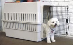 Safe Choices for Chewing in a Crate - Whole Dog Journal