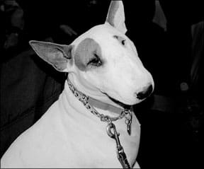 Bull Terrier