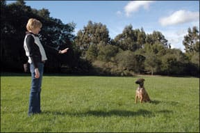 Teaching Hand Signals to Your Dog