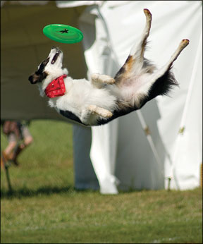 Disc Dog Competitions