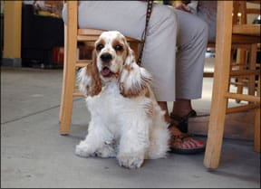 Cocker Spaniel