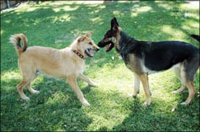 Dog Behavior and Body Language 