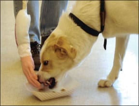 Dog Food Guarding Behavior