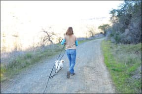 Training Off-Leash Walks