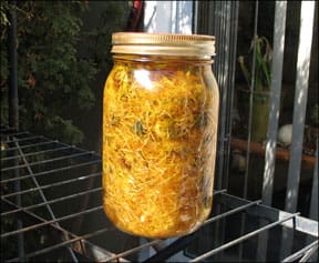 Calendula-Infused Oil