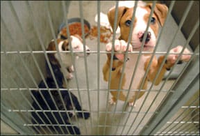 Puppies look through the bars of an animal shelter kennel