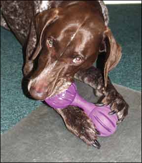 Chewing Improves Your Dog’s Teeth