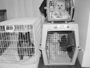 dog crates