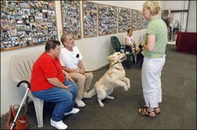 Dog Greeting Training