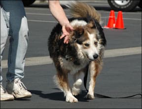 Vestibular Disease in Older Dogs