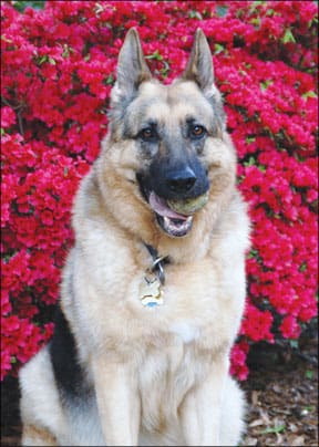 german shepherd dog