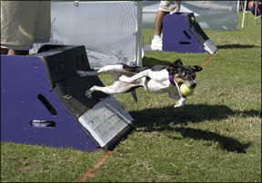 High-Energy Canine Competitions