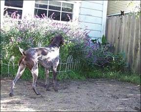 Canine Body Language