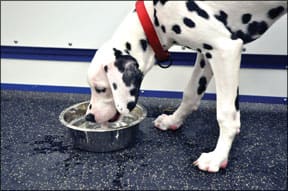 Low Uric Acid Dalmatian